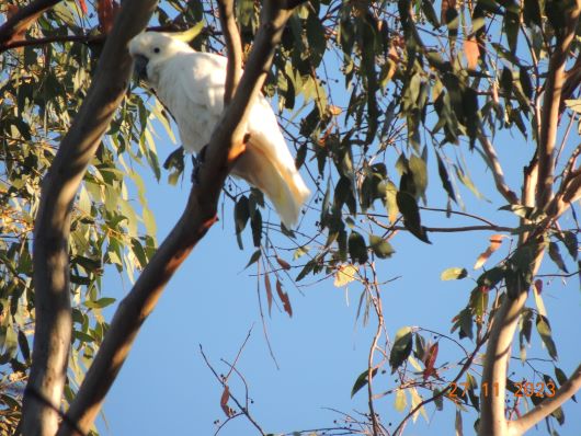 Sulphur crested Kakadu